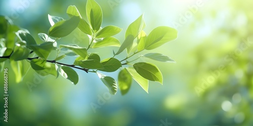 Spring background blurred background on green tree leaves