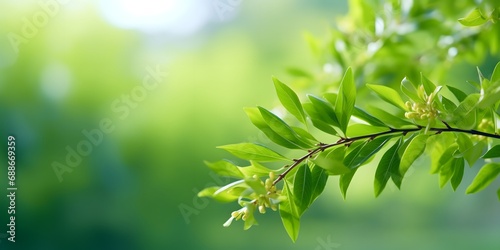 Spring background blurred background on green tree leaves