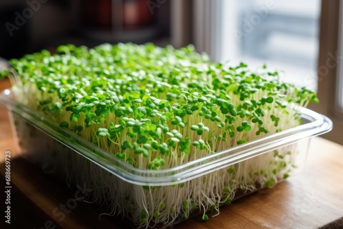 Growing microgreen sprouts from seeds in plastic container at home, fresh vegan healthy food. photo