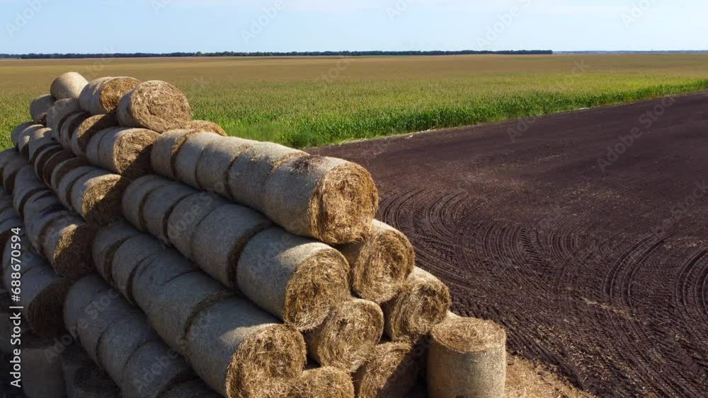 Many bales of rolls of dry straw after wheat harvest on field. Bales in form of rolls of yellow dried twisted straw collected together. Pressed straw. Stacking baling straw. Stacks Skirdy briquettes Many bales of rolls of dry straw after wheat harvest on field. Bales in form of rolls of yellow dried twisted straw collected together. Pressed straw. Stacking baling straw. Stacks Skirdy briquettes