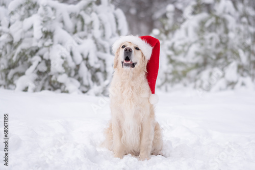 Cute golden retriever sitting in snowy forest with red santa hat. Christmas walk with dog in winter park. A pet in a Christmas costume. © deine_liebe