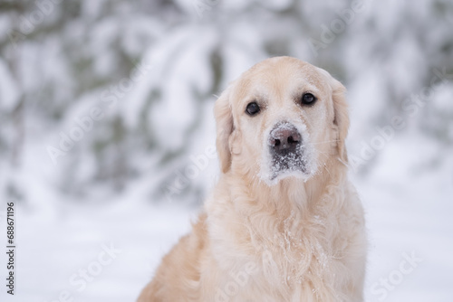 Golden Retriever walking in the winter forest. Portrait of a nice big dog in a snowy park.