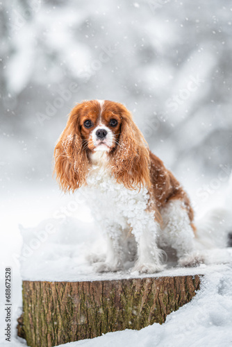 Fototapeta Naklejka Na Ścianę i Meble -  Beautiful Blenheim Cavalier King Charles Spaniel portrait outdoor in the snow, winter mood and blurred background