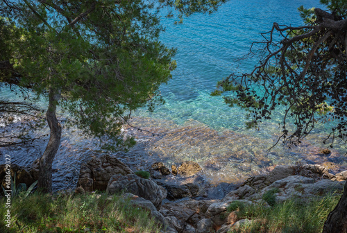 Adriatic sea shore at Cavtat  Croatia. Pine tree bent over blue clear water. 