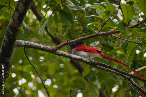 Indian paradise flycatcher, Sri Lanka. photo