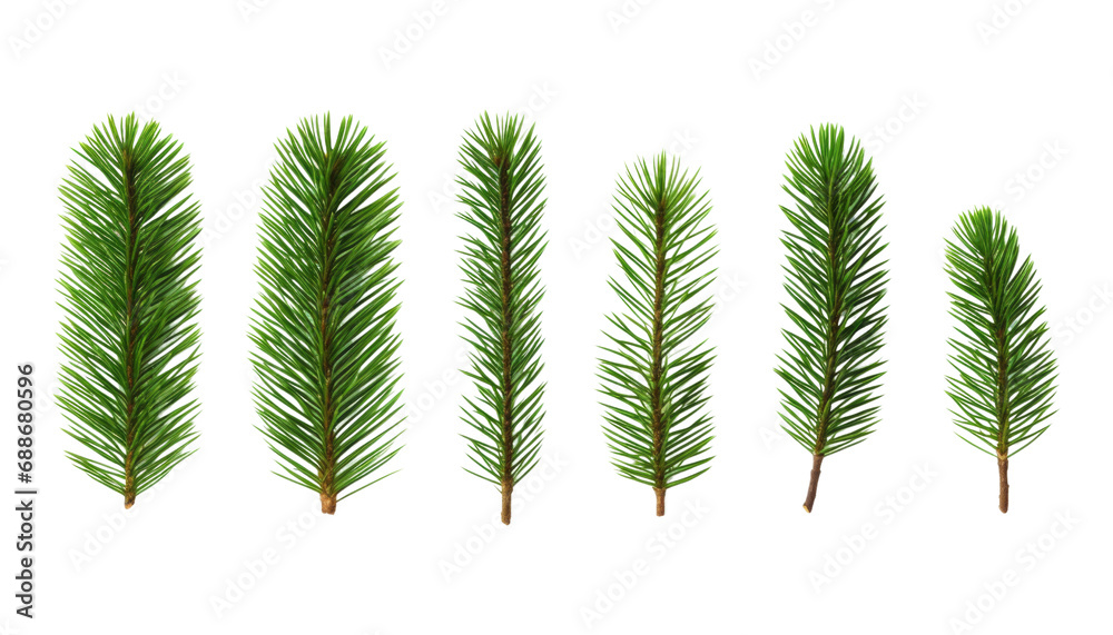 pine branches isolated on transparent background cutout - obrazy, fototapety, plakaty 
