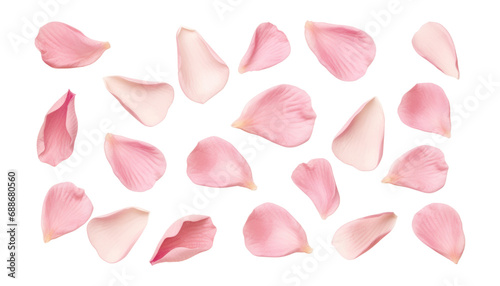 pink rose petals isolated on transparent background cutout