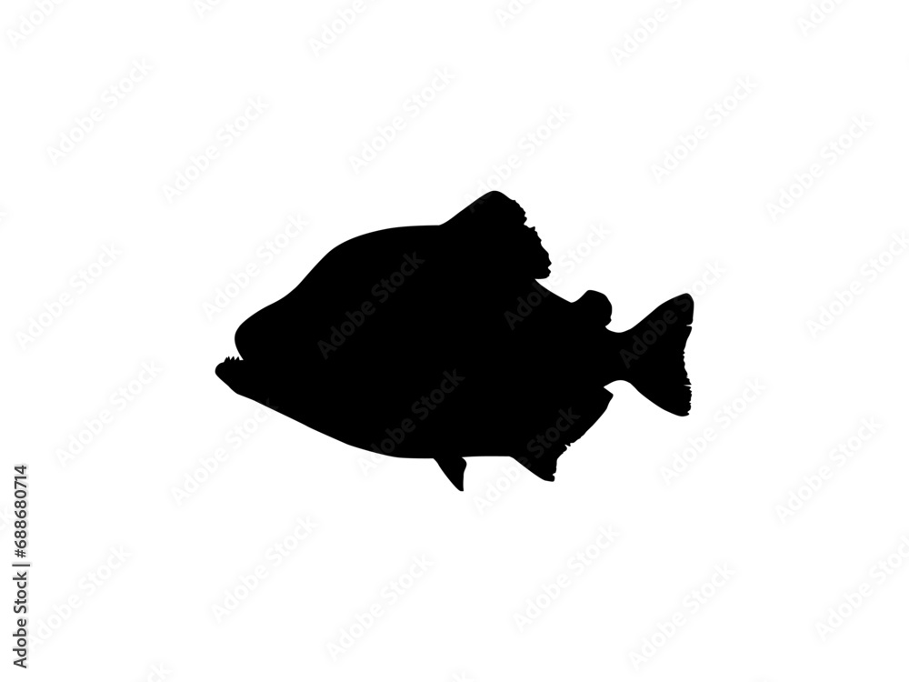 Piranha Fish Silhouette, can use for Logo Gram, Website, Art Illustration, Pictogram, Icon or Graphic Design Element. Vector Illustration Piranha Fish Silhouette, can use for Logo Gram, Website, Art Illustration, Pictogram, Icon or Graphic Design Element. Vector Illustration