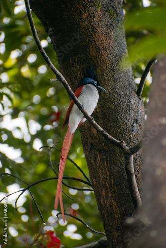 Indian paradise flycatcher, They enjoy the real freedom without any limits photo