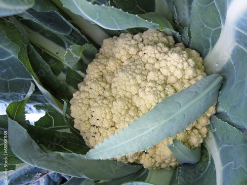 Ortaggio di cavolfiore bianco giallastro avvolto da grandi foglie verdi photo