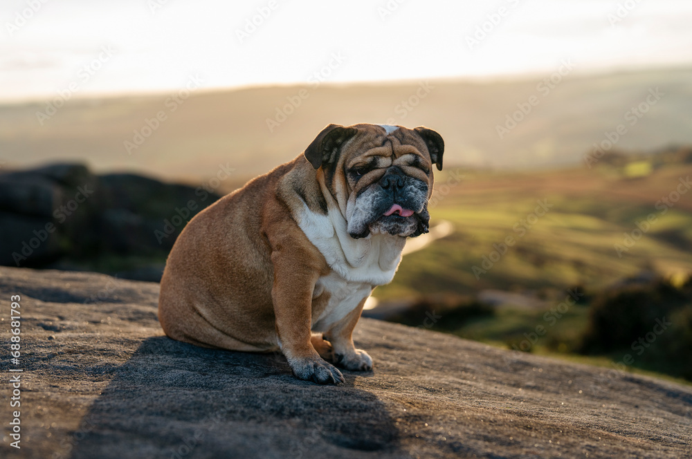 Obraz premium Red English British Bulldog Dog out for a walk looking up in the National Park Peak District on Autumn sunny day at sunset