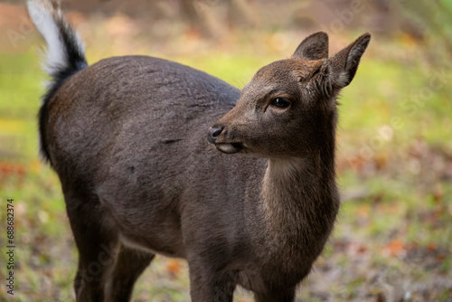 A calf of the Sika deer, also known as the Northern spotted deer or the Japanese deer