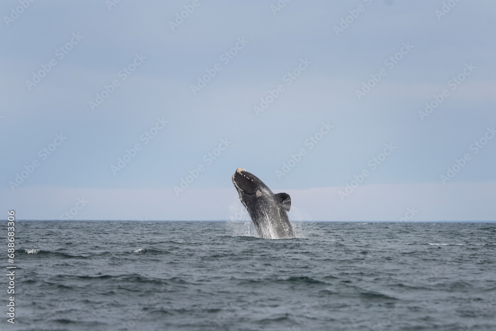 Fototapeta premium Southern right whales near Valdés peninsula. Behavior of right whales on surface. Marine life near Argentina coast. 