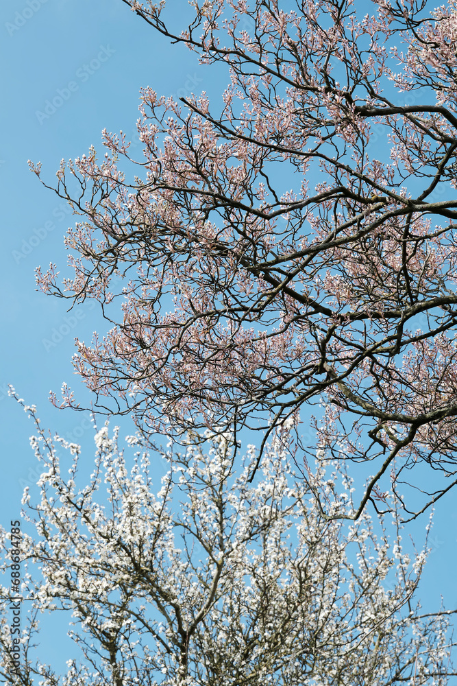 Blooming white plum tree and pink shadbush or amelanchier against a blue sky in spring. Blooming white plum tree and pink shadbush or amelanchier against a blue sky in spring.