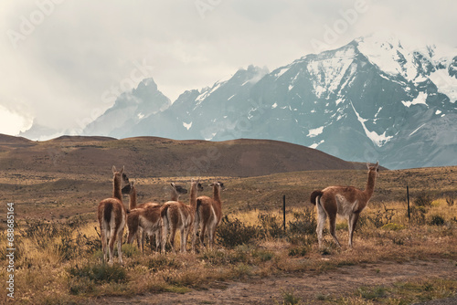 Group of guanaco animals in Patagonia Chile photo