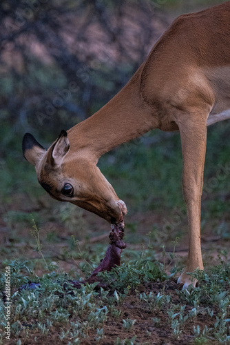 Impala eating her placenta