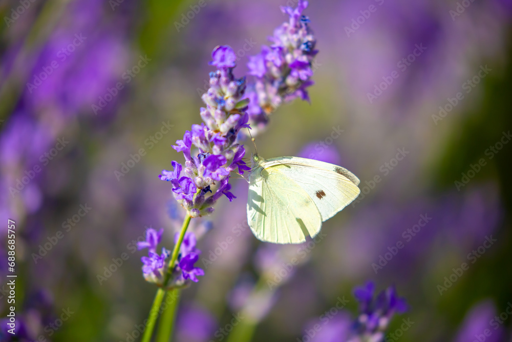 Butterflies on spring lavender flowers under sunlight. Beautiful landscape of nature with a panoramic view. Hi spring. long banner Butterflies on spring lavender flowers under sunlight. Beautiful landscape of nature with a panoramic view. Hi spring. long banner