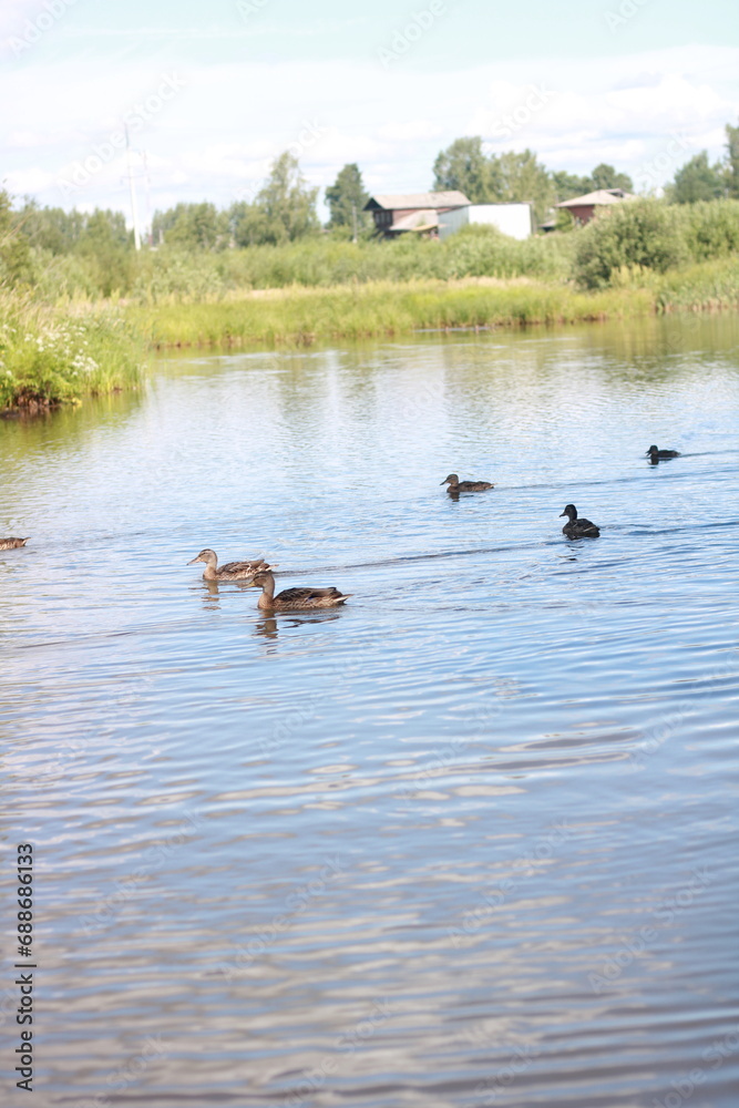 many ducks swim close to the shore in summer many ducks swim close to the shore in summer