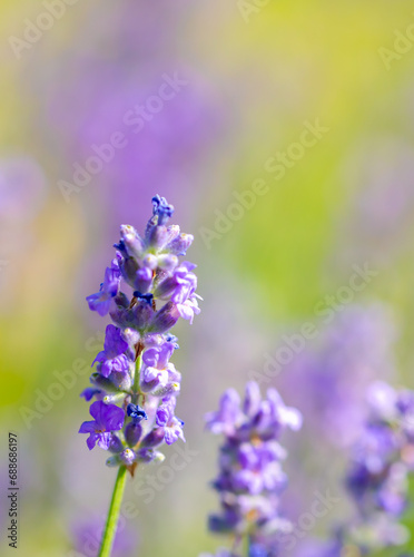 Spring lavender flowers under sunlight. Lilac flowers close up. Beautiful landscape of nature with a panoramic view. Hi spring. long banner