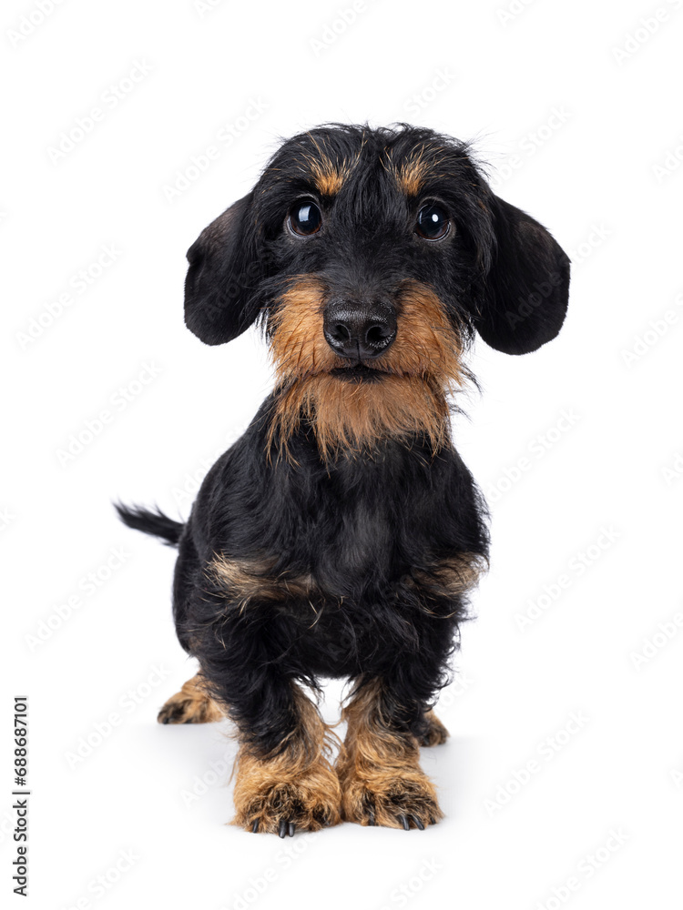 Cute black and tan Dachshund dog puppy, standing up facing front. Looking straight to camera. Isolated on a white background.