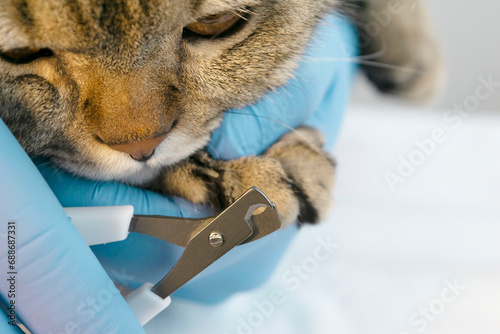 Portrait of a beautiful scottish tabby cat. Veterinary medicine.
