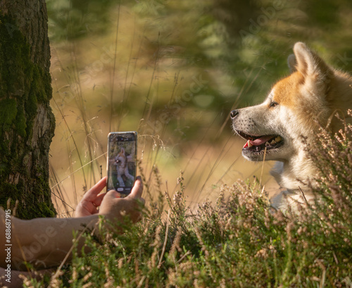 portrait de chien akita inu se faisant prendre en photo avec un téléphone mobile photo