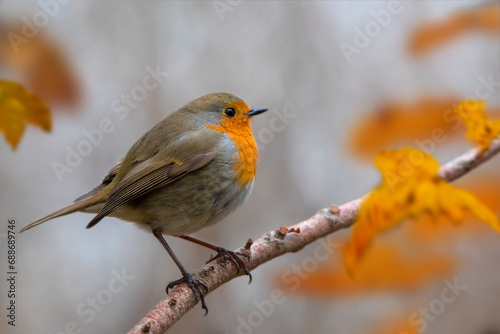 Fotografie Rotkehlchen (Erithacus rubecula) sitzt auf Ast im Herbst