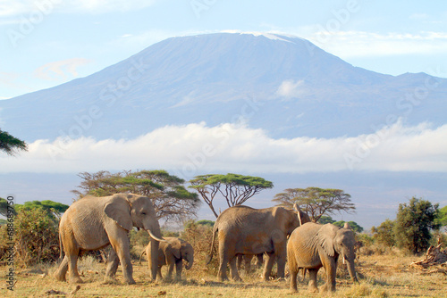 Elefanten Gruppe vor Kilimandscharo  Bergmassiv  Tansania  Afrika