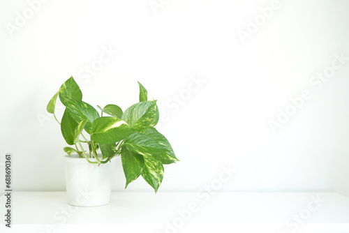 Devil's ivy on white table