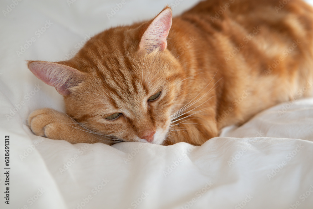 Ginger cute cat lies and sleeps on bed with a white sheet while, home comfort