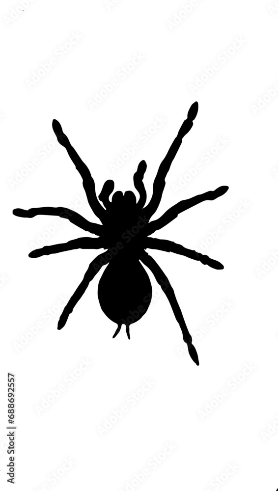 Obraz premium black spider silhouette on a transparent background