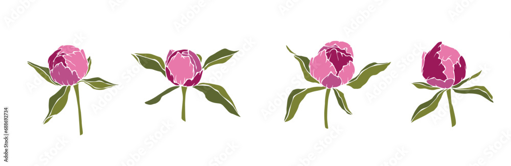 Set of peony flowers and buds. Vector graphics. Set of peony flowers and buds. Vector graphics.