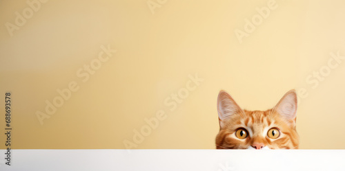 Funny peeking ginger cat, beige background with copy space.