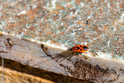 Fire bug bugs firebug firebugs insect insects crawling on wall.