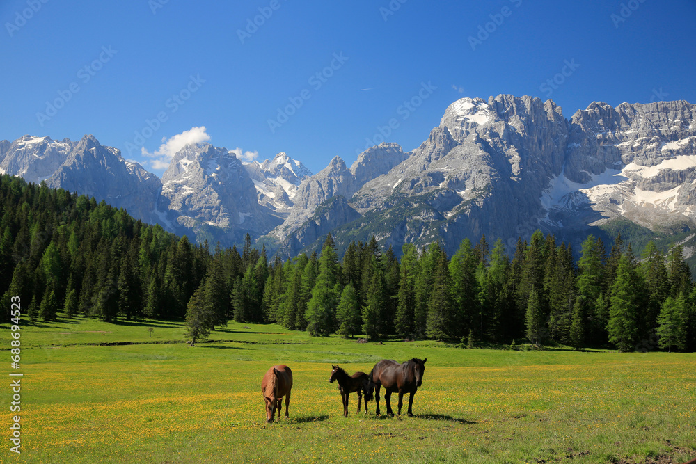 Sorapis Berggruppe mit Pferden auf Weide im Frühling, Dolomiten, Dadore, Venetien, Italien