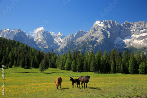 Sorapis Berggruppe mit Pferden auf Weide im Frühling, Dolomiten, Dadore, Venetien, Italien © Aggi Schmid