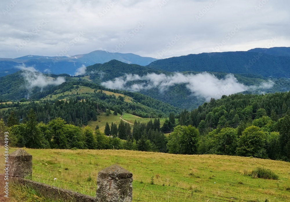 Beautiful landscape with spruce forest, fog, hills and green grass in the Carpathian Mountains, Transylvania, Romania.