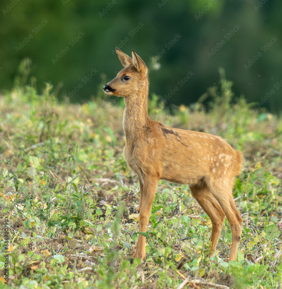 portrait d'un jeune brocard un soir d'été sous de belle lumière en liberté dans un champ portrait d'un jeune brocard un soir d'été sous de belle lumière en liberté dans un champ