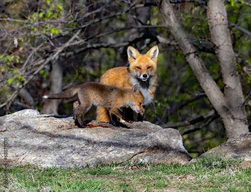 A Red Fox Vixen watches over one of her kits.