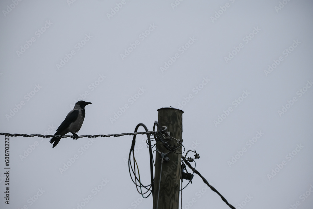 The hooded crow (Corvus cornix), also called the scald-crow or hoodie sitting on electric wire The hooded crow (Corvus cornix), also called the scald-crow or hoodie sitting on electric wire