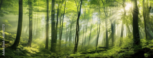 Bright panoramic sunrise or sunset in green forest in summer background © IBEX.Media