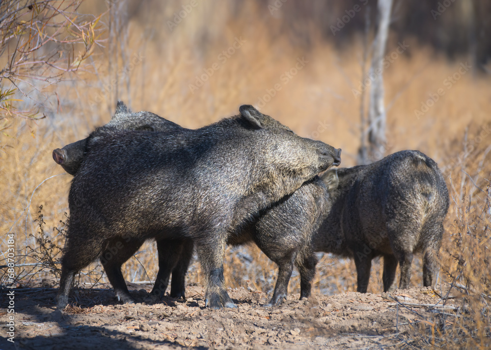 Wild Javelina in Bosque del Apache, New Mexico.