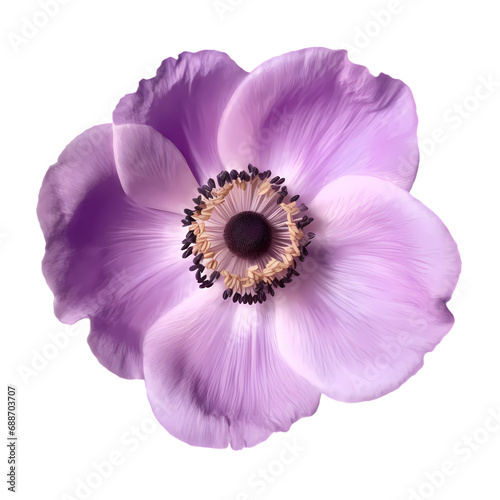 Purple flower anemone isolated on transparent background photo
