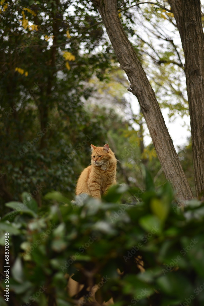 Obraz premium autumn and cat moods