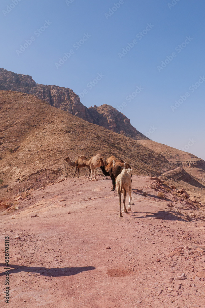 Kamele im Biosphärenreservat Dana, ein Gebiet von atemberaubender natürlicher Schönheit mit 320 Quadratkilometern das größte Naturschutzgebiet Jordaniens. Kamele im Biosphärenreservat Dana, ein Gebiet von atemberaubender natürlicher Schönheit mit 320 Quadratkilometern das größte Naturschutzgebiet Jordaniens.