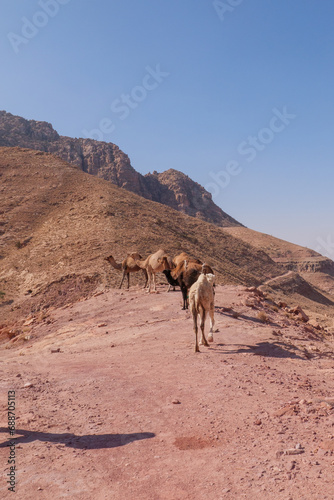 Kamele im Biosphärenreservat Dana, ein Gebiet von atemberaubender natürlicher Schönheit mit 320 Quadratkilometern das größte Naturschutzgebiet Jordaniens.
