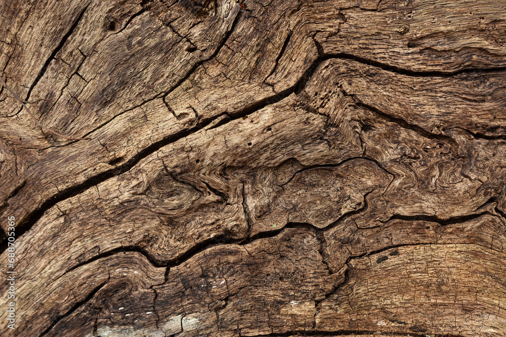 Old wood texture with cracks and fibers Old wood texture with cracks and fibers