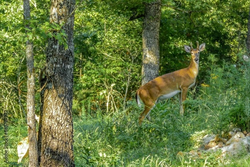 Fototapeta Naklejka Na Ścianę i Meble -  Majestic deer in the garden in Arkansas, USA