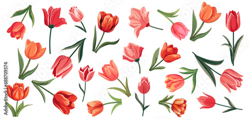 set of illustration of tulip. spring flower bundle tulips. isolated on a transparent background.