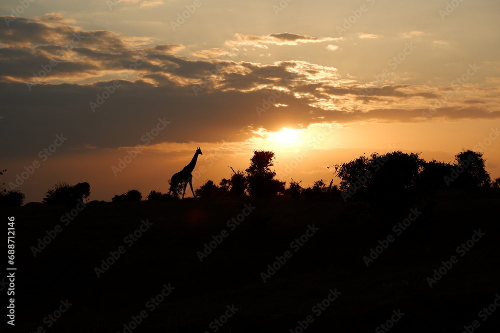Sonnenuntergang mit Giraffe
